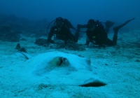 Sub incontrano Trigone -200x140 - Love Bubble Social Diving - Nosy Be.jpg