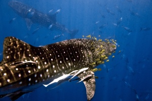 Two Whale Sharks - 300x200 - Nosy Be - Love Bubble Social Diving.jpg