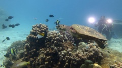 Underwater Operator with Turtle - Love Bubble Social Diving - 240x135 Nosy Tanikeli.jpg