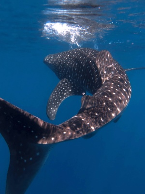 Whale Shark - 300x400 - Nosy Be - Love Bubble Social Diving.jpg