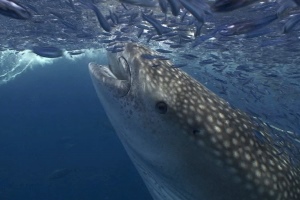 Whale Shark Eating - 300x200 - Nosy Be - Love Bubble Social Diving.jpg