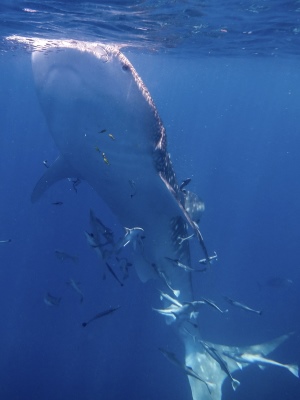 Whale Shark Eating 2 - 300x400 - Nosy Be - Love Bubble Social Diving.jpg