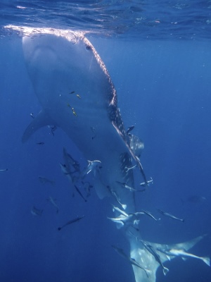Whale Shark Eating 2 - 300x400 - Nosy Be - Love Bubble Social Diving.jpg