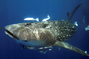 Whale Shark Season 1 - 300x200 - Nosy Be - Love Bubble Social Diving.jpg