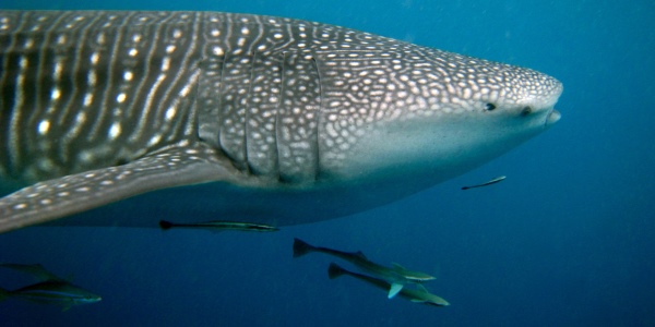 Whale Shark Side - 600x300 - Nosy BE - Love Bubble Social Diving.jpg