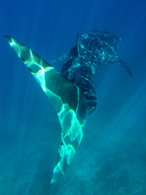 Whale Shark Tail - 300x400 - Nosy Be - Love Bubble Social Diving.jpg