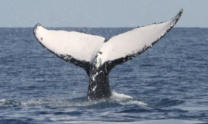 balena-megattera-300x180-coda-4.jpg